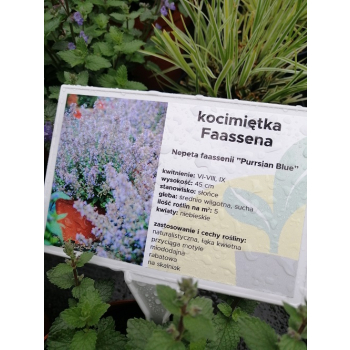 Kocimiętka Fassena Purrsian Blue - Nepeta faassenii