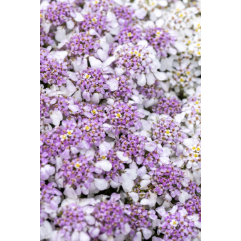Ubiorek wieczniezielony Pink Ice - Iberis sempervirens