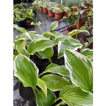 Funkia z białymi obrzeżami-Hosta