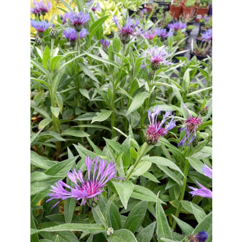 Chaber górski-Centaurea montana