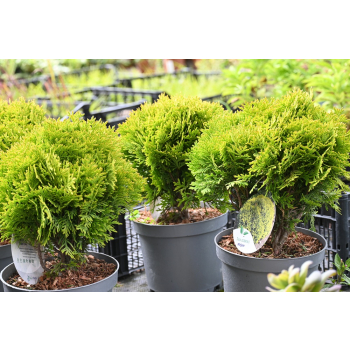 Żywotnik zachodni Mirjam - Thuja occidentalis