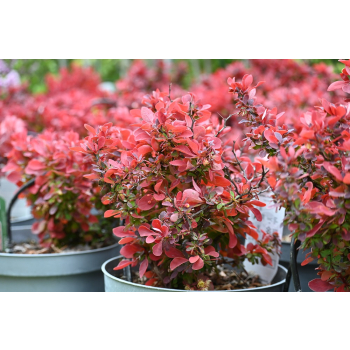 Berberys Thunberga Ruby Star - Berberis thunbergii