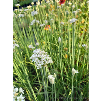 Szczypior czosnkowy - Allium tuberosum