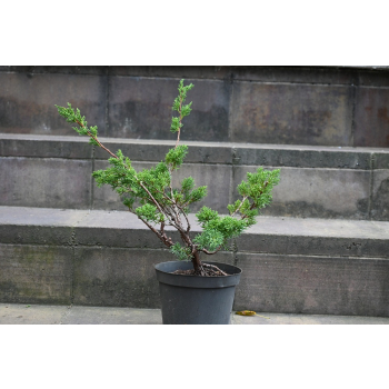 Jałowiec chiński Shimpaku - Juniperus chinensis 0084