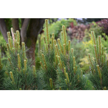 Sosna czarna Green Tower - Pinus nigra