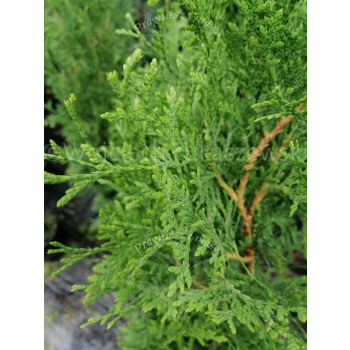 Żywotnik zachodni Malonyana-Thuja occidentalis
