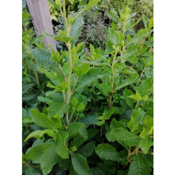 Orszelina olcholistna Ruby Spice - Clethera alnifolia