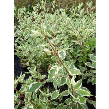Dereń biały Elegantissima-Cornus alba