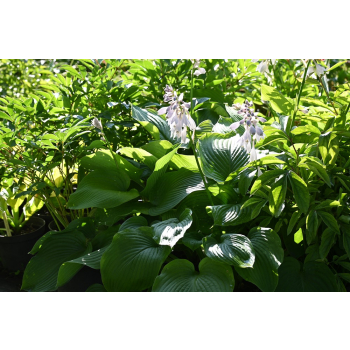 Funkia T- REX - Hosta