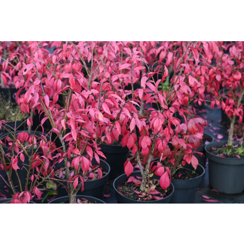 Trzmielina oskrzydlona Little Moses - Euonymus alatus