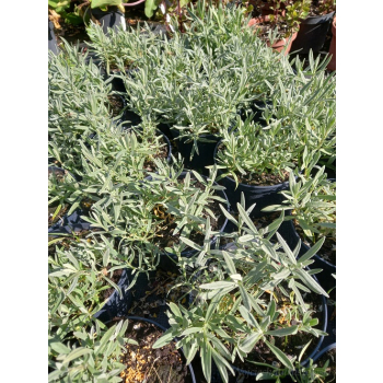 Rogownica kutnerowata-Cerastium bibersteinii
