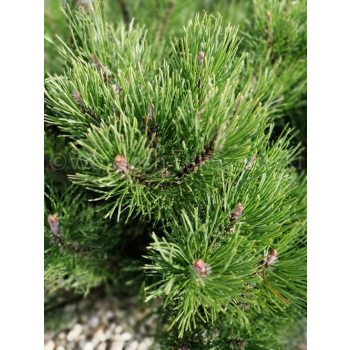 Kosodrzewina pumilio-Pinus mugo var.pumilio