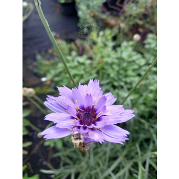 Kupidynek - Catanache caerulea