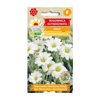 Rogownica kutnerowata biała