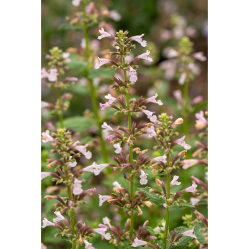 Kocimiętka wielkokwiatowa Dawn to Dusk - Nepeta grandiflora