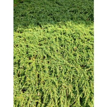 Jałowiec pospolity Green Carpet - Juniperus communis