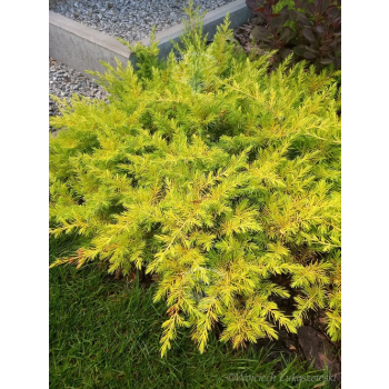 Jałowiec nadbrzeżny Allgold-Juniperus conferta