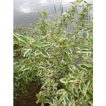 Dereń rozłogowy White Gold-Cornus sericea