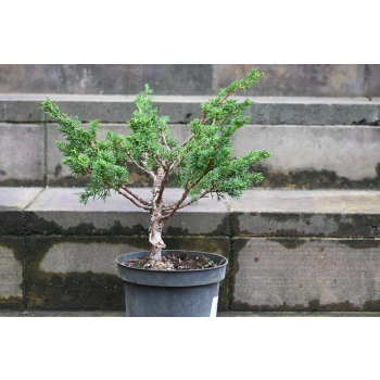 Jałowiec chiński Shimpaku - Juniperus chinensis 0086