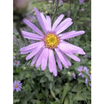Aster gawędka-Aster amellus
