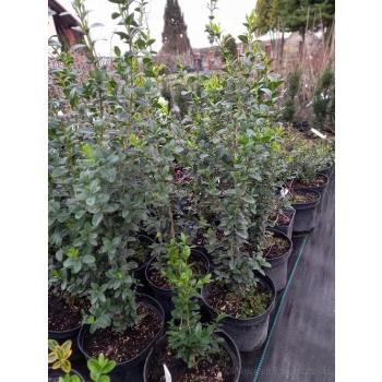Bukszpan wieczniezielony Pyramidalis-Buxus sempervirens