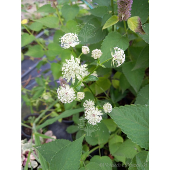 Jarzmianka - Astrantia