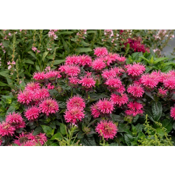 Pysznogłówka ogrodowa Baby Spice - Monarda hybrida Baby Spice