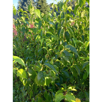 Eukomia wiązowata-Eucomia ulmoides