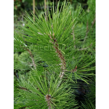 Sosna bośniacka-Pinus heldreichii