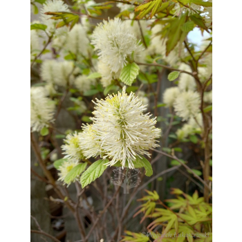 Fotergilla mieszańcowa Beaver Creek - Fothergilla x intermedia