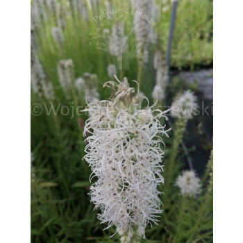 Liatria kłosowa biała-Liatris spicata