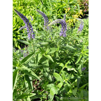 Przetacznik siwy - Veronica spicata
