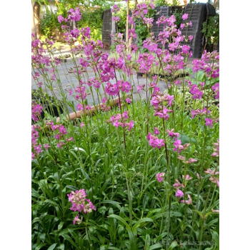 Firletka smółka-Lychnis viscaria