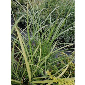 Miskant chiński Krater-Miscanthus sinensis