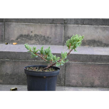 Jalowiec łuskowy Holger - Juniperus squamata 0002