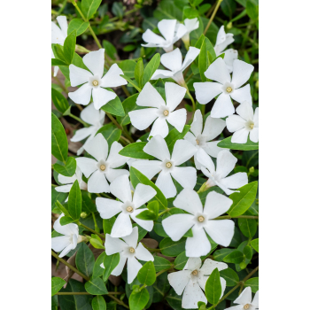 Barwinek pospolity Alba - Vinca minor