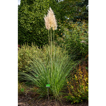 Trawa pampasowa - Cortaderia selloana