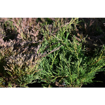 Jałowiec płożący Plumosa - Juniperus horizontalis Plumosa