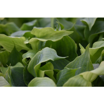 Funkia Diamond Lake - Hosta sieboldiana