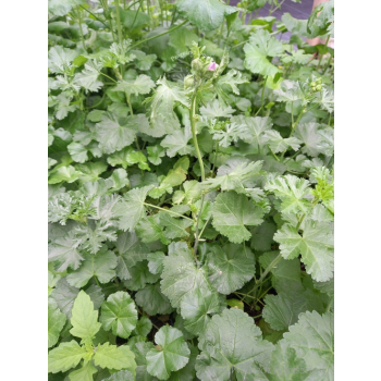 Ślaz piżmowy różowy-Malva moschata