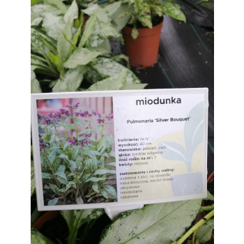 Miodunka Silver Bouquet - Pulmonaria
