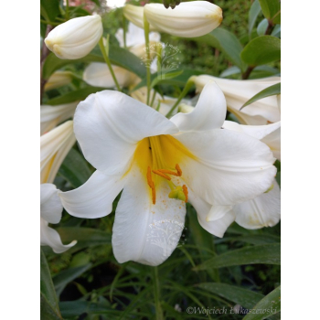 Lilia drzewiasta Forever-Lilium oriental