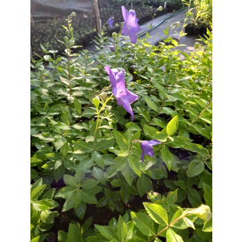 Platykodon niebieski - Platycodon grandiflorus