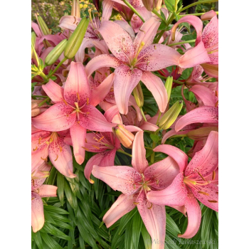 Lilia azjatycka Sorocaba-Lilium asiatic