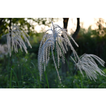Miskant chiński Memory - Miscanthus sinensis