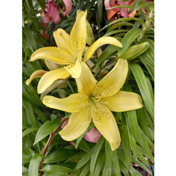 Lilia azjatycka Bright Pixie-Lilium asiatic