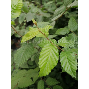 Grab pospolity-Carpinus betulus