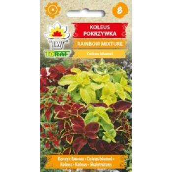 Koleus Pokrzywka Rainbow Mixture mix