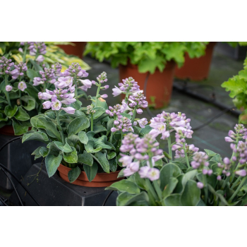 Funkia Blue Mouse Ears - Hosta hybrid