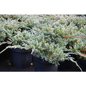 Jałowiec łuskowy Blue Carpet - Juniperus squamata